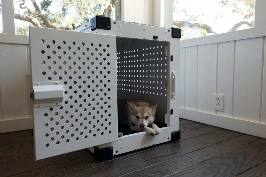 Copper, an Alaskan Klee Kai, relaxing securely inside his Impact High Anxiety dog crate, designed for escape artists.