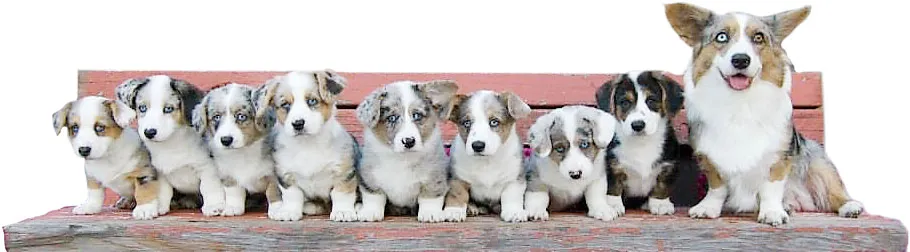 Corgi Litter