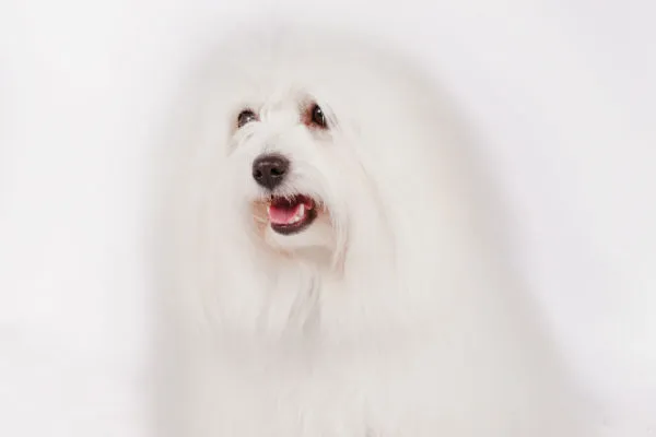 Coton de Tulear with a soft, cotton-like coat