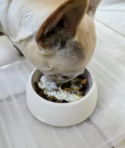 Crème Brûlée, a happy dog, enjoying her nutritious home cooked dinner