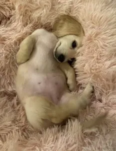 Creme of the Crop Miniature Dachshunds Cream Puppy Daisy