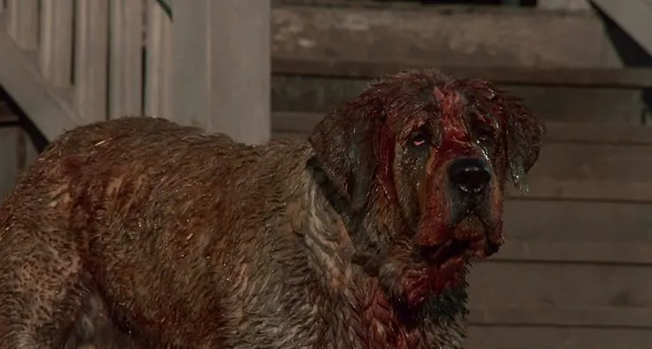 Cujo the Saint Bernard, appearing menacing