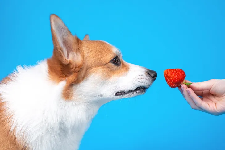Curious Pembroke Welsh Corgi sniffing a fresh strawberry on a blue background