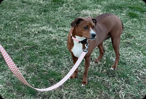 Custom Dog Collars for Safety