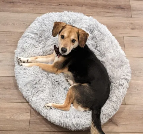 Customer testimonial highlighting the comfort of Active Pets products for beloved pets