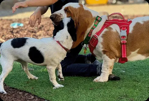 Customized Dog Collars for Pet Organization