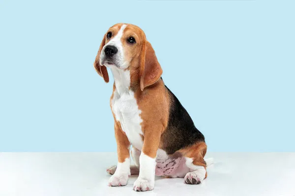 Cute Beagle puppy with soft eyes, a beloved small to medium-sized dog breed in India for families and apartments