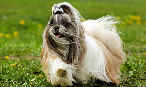 Cute Shih Tzu with a sweet expression