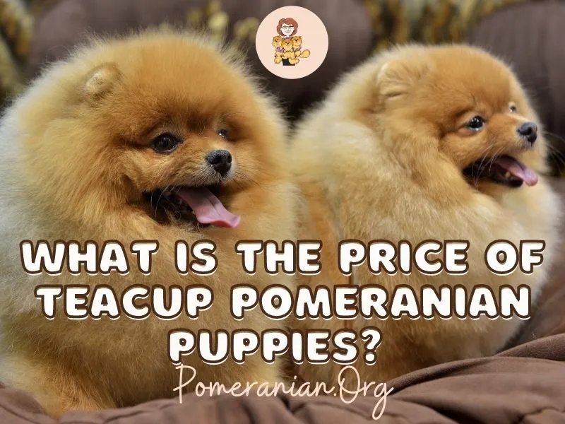 Cute Toy Pomeranian puppy enjoying the outdoors