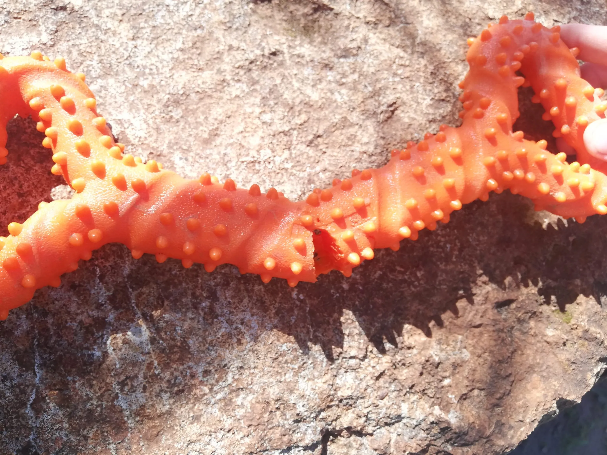 CyunCmay orange bone, broken with teeth marks