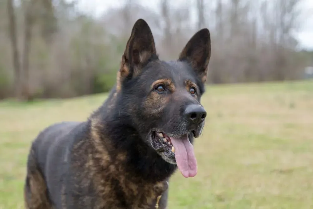 Czech German Shepherd showing agility