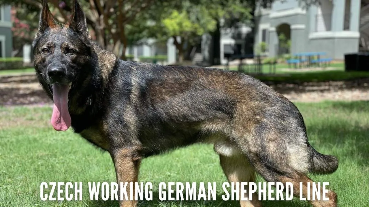 Czech Working Line German Shepherd Dog