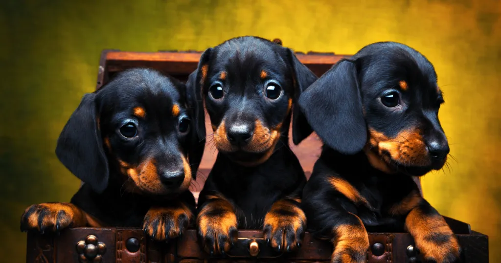 Dachshund dog