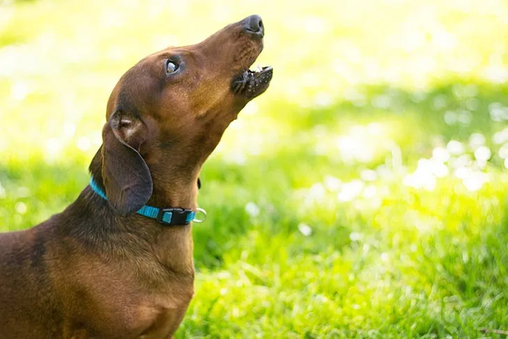 Dachshund howling or barking in a yard