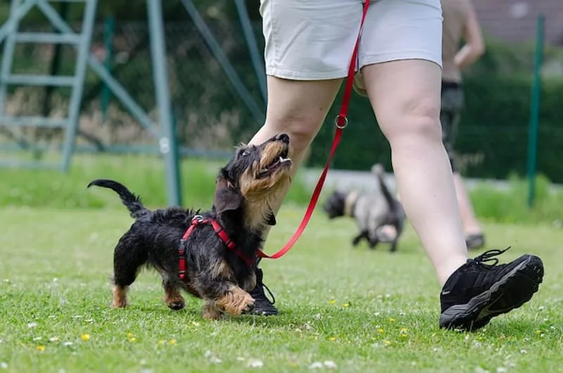 Dachshund learning to walk calmly beside owner on a leash