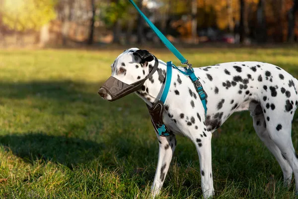 Dalmatian with distinctive spots, an energetic and playful dog breed, perfect for active families in India