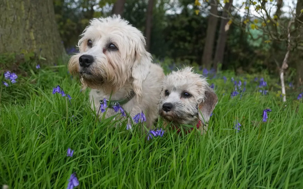 Dandie Dinmont Terrier puppies playing together