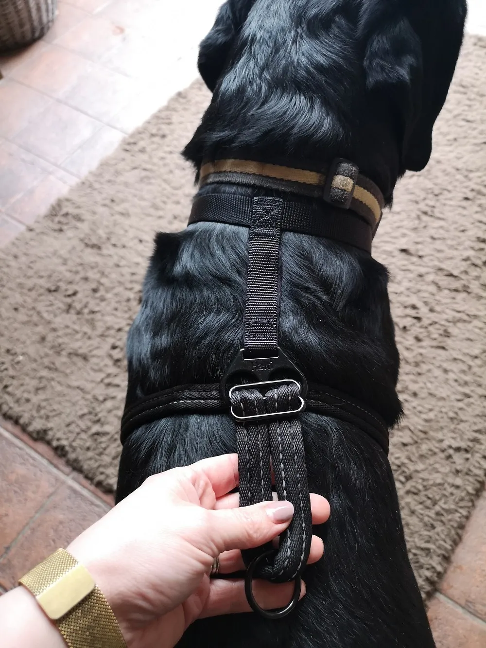 Danny wearing the HALTI No-Pull Harness (medium size).