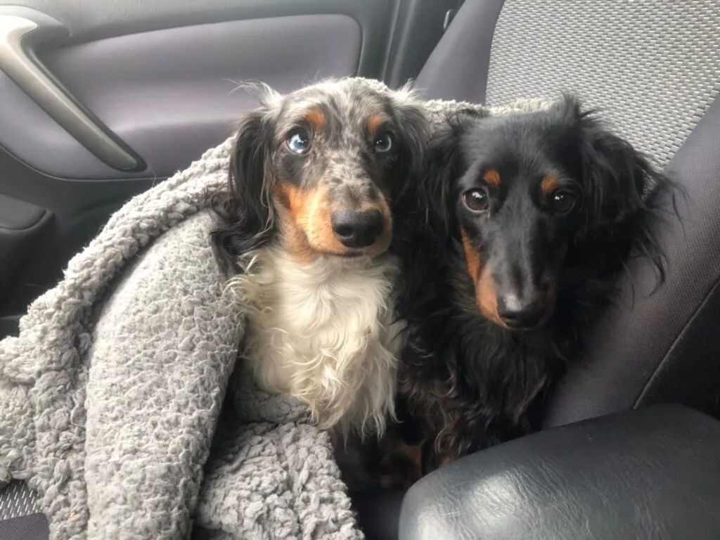Dapple Dachshunds Coven and Alabaster playing