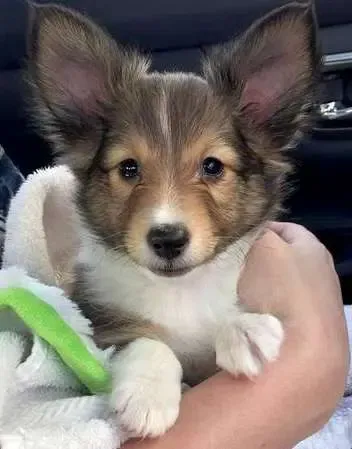 Deacon Blue is a rapscallion of the highest order. Just look at those ears.