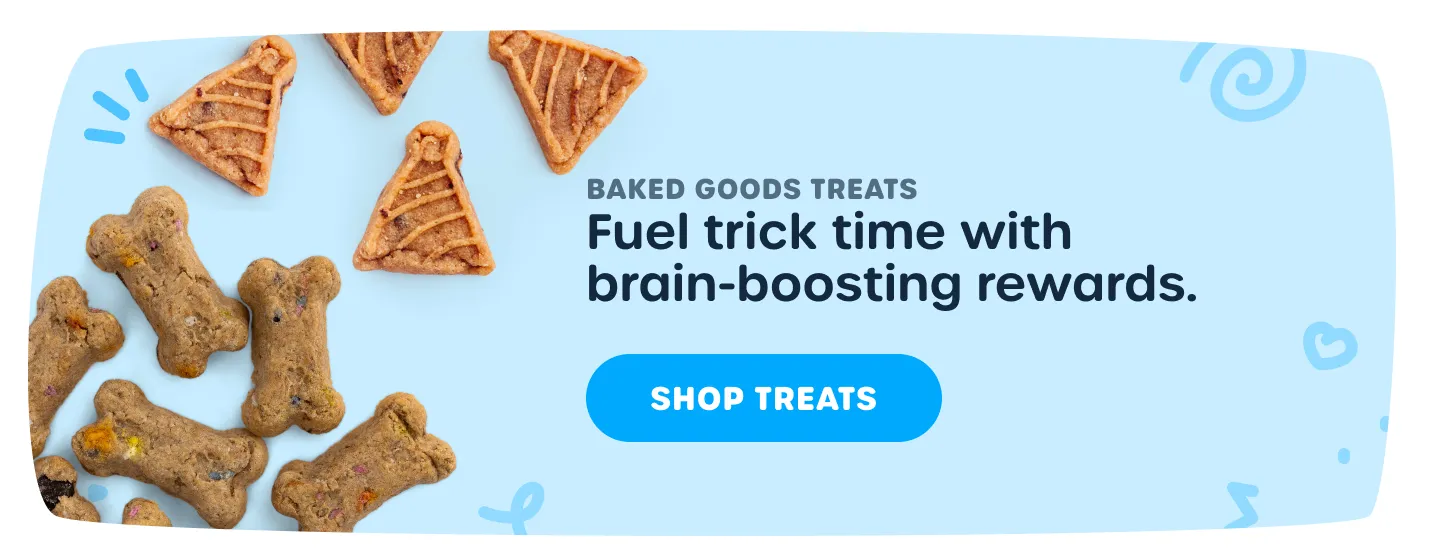 Delicious blueberry dog treats for puppy training rewards