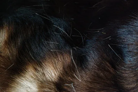 deshedding shampoo for dogs