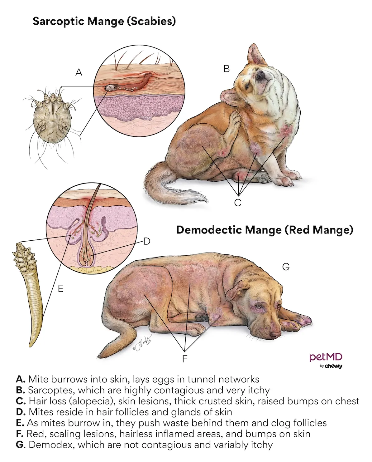 Detailed diagram illustrating the microscopic structure of Sarcoptes scabiei mites, which cause sarcoptic mange in dogs and can transfer to humans.