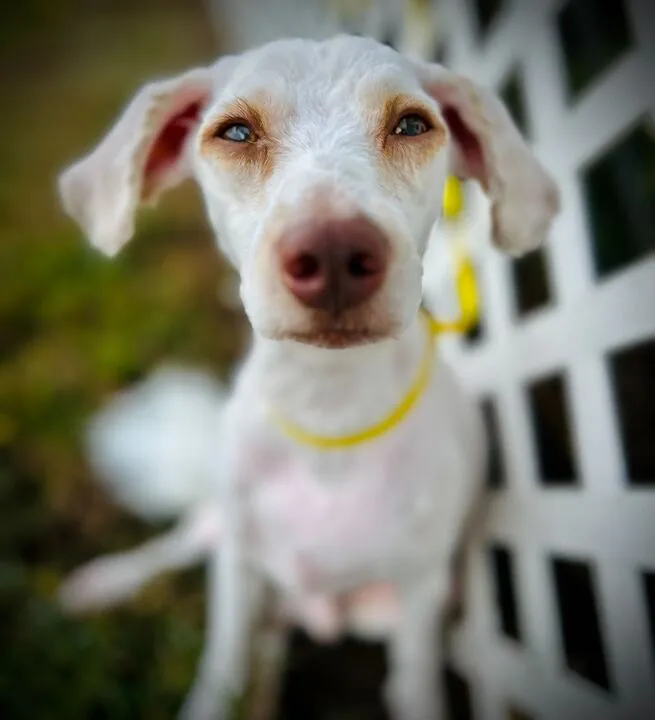Dewey, a playful Miniature Poodle Westie mix with a long coat, ready for adoption