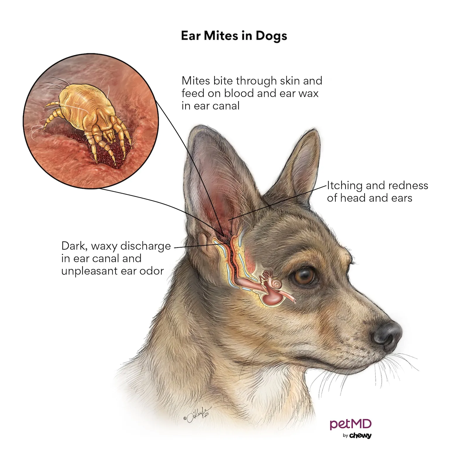 Diagram illustrating ear mites inside a dog's ear canal, showing the parasites and their location related to ear mite symptoms.