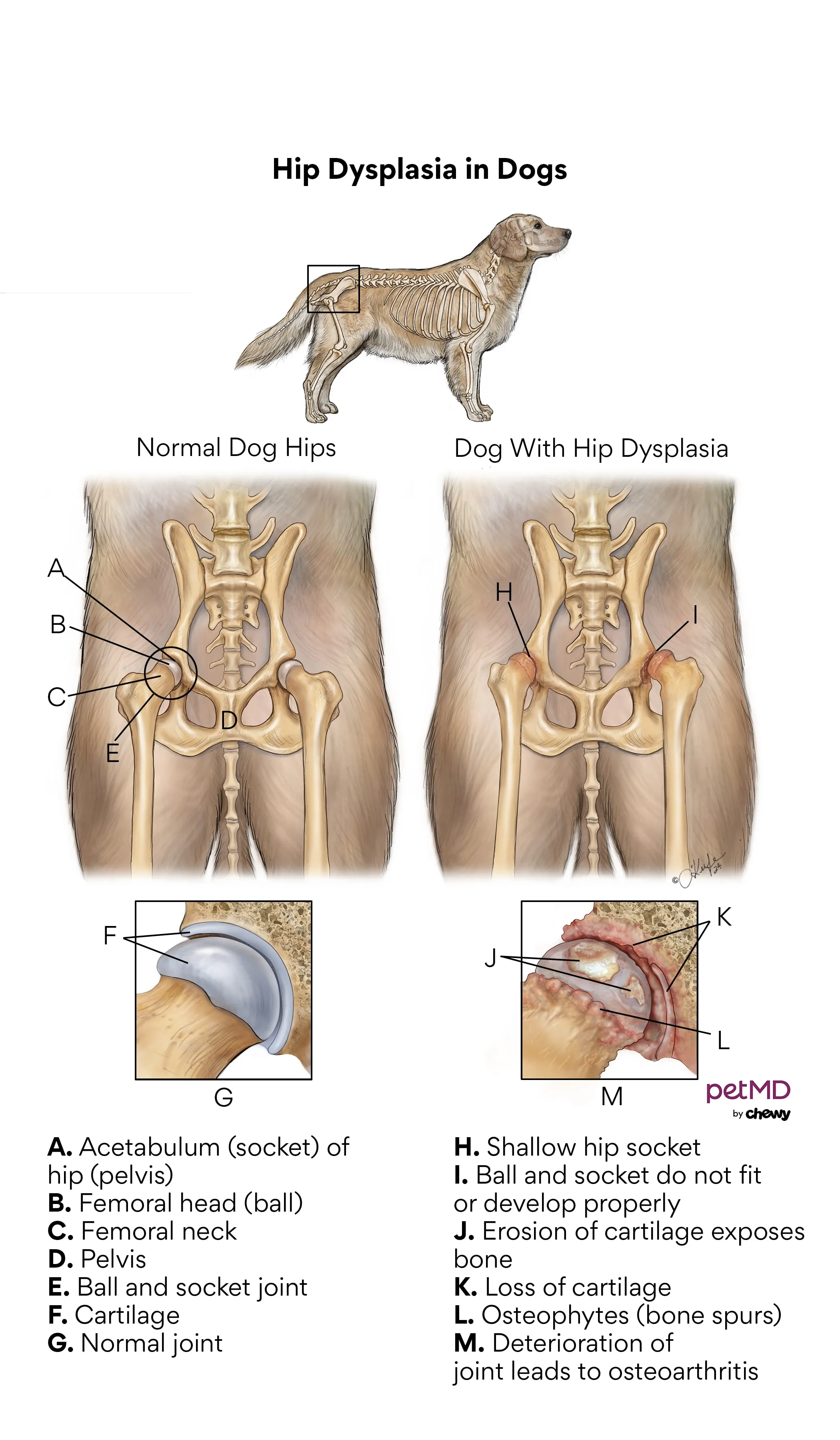 Diagram illustrating normal hip joint vs. hip dysplasia in dogs.