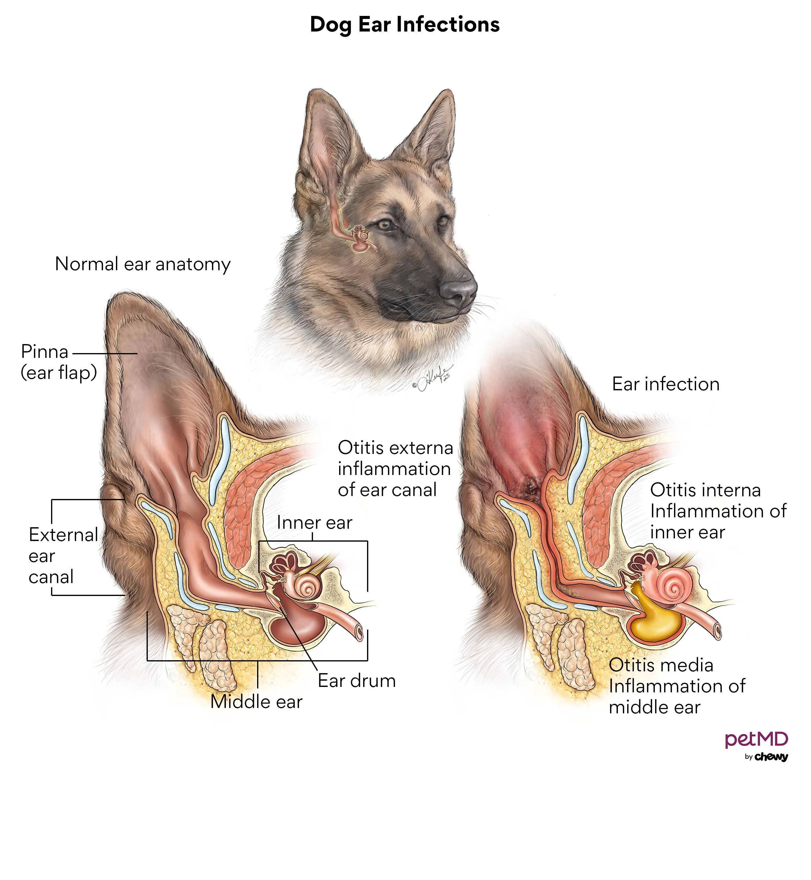 Diagram illustrating the anatomy of a dog's ear and common ear infection locations.
