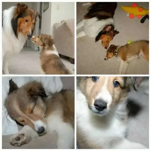 Did you know Sheltie puppies are bipedal? They're supposed to wait until you're not looking, but this Sheltie knows such rules are made to be broken.