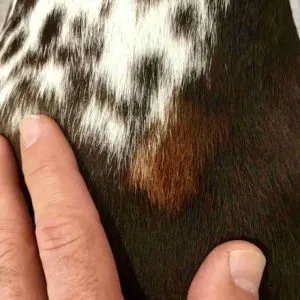 Discoloration or permanent hair color change on a dog's coat from a flea spot-on treatment application