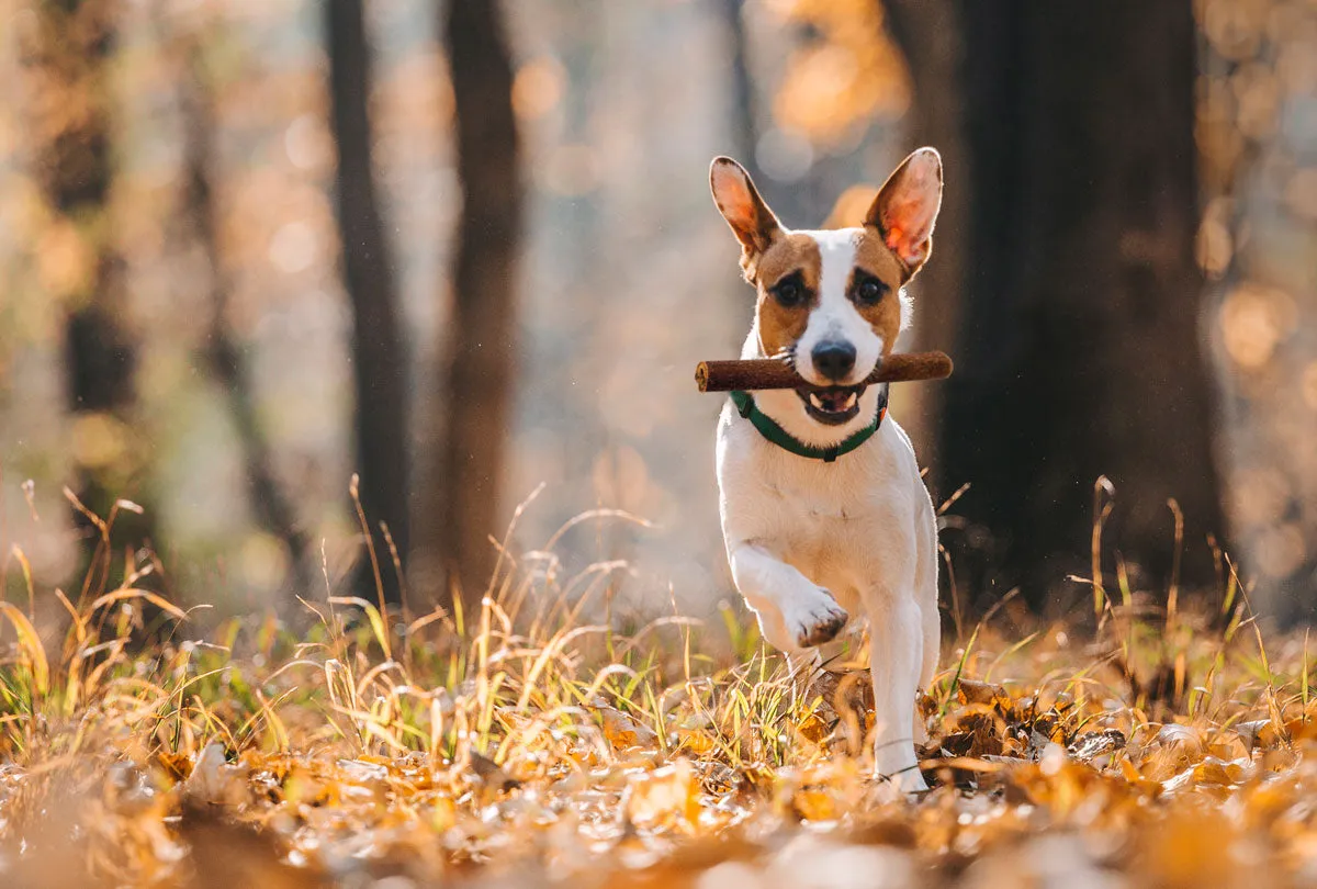 Discount Pet Supplies at valuepetsupplies.com
