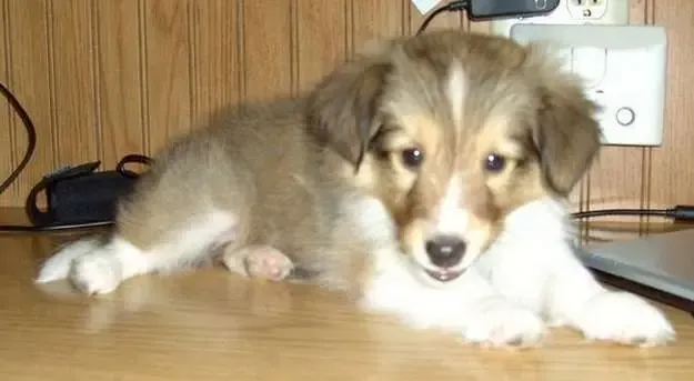 Dixie has the floppy ears down to a tee, seen here pretending to be a computer mouse.