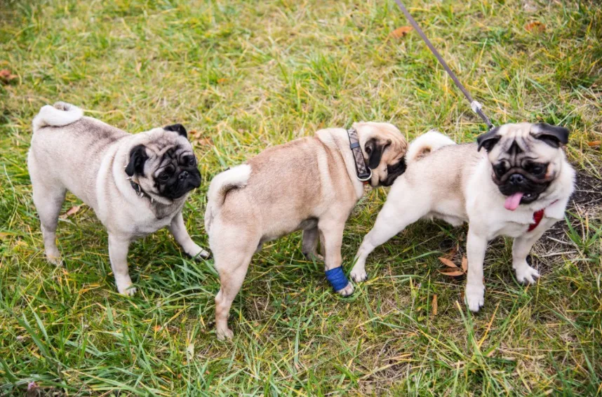 do female dogs have periods, dog heat diapers, dog period pads, dog diapers for heat