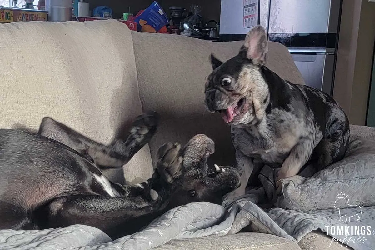 Do French Bulldogs Get Along With Other Dogs? - TomKings Blog