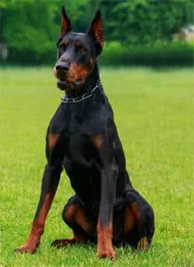 Doberman, a deep-chested dog breed prone to GDV, standing outdoors.