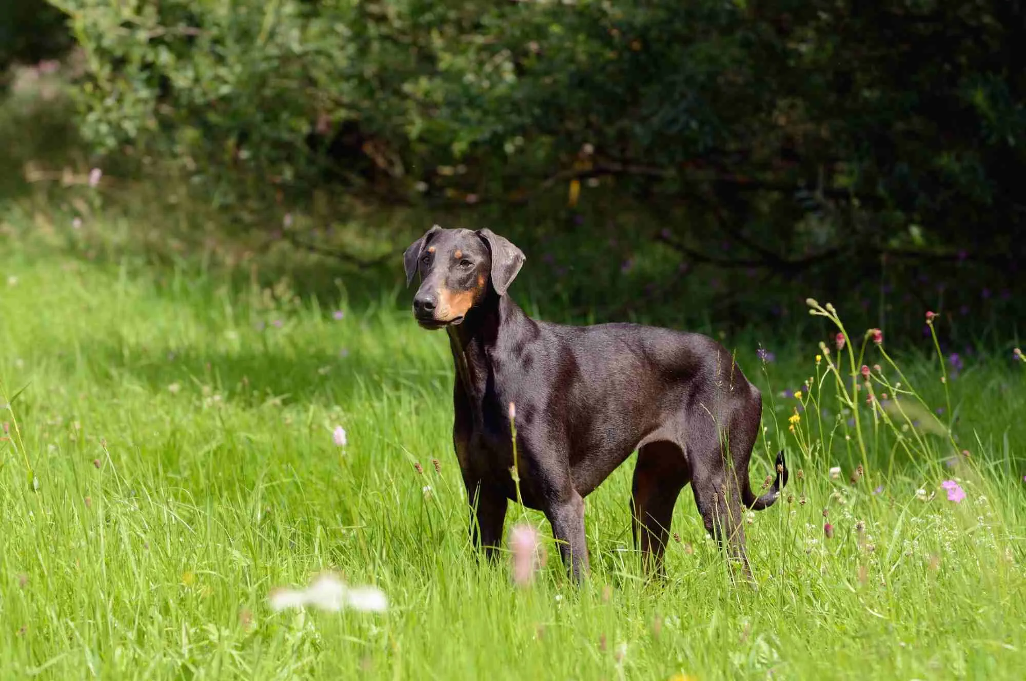 Doberman dog