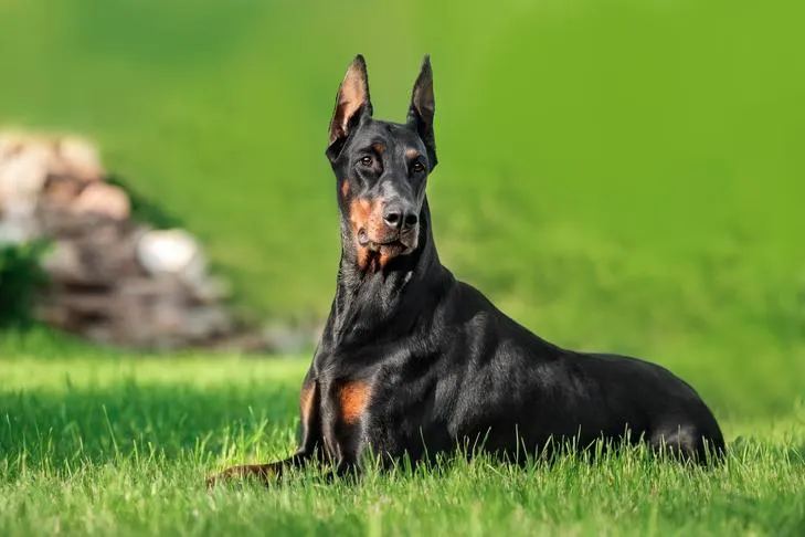 Doberman Pinscher laying down in the grass.