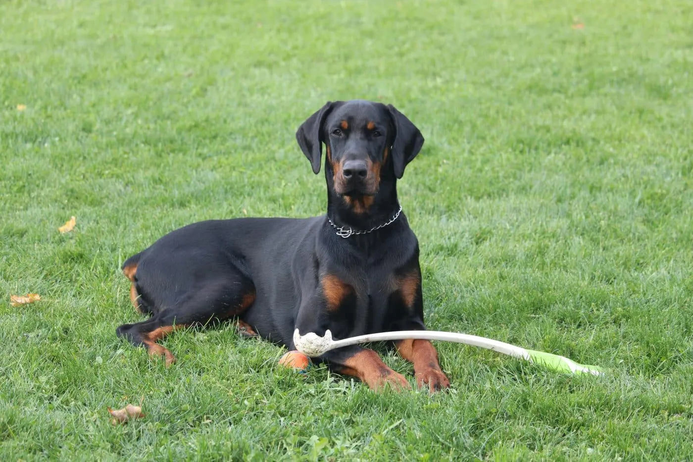 Doberman Pinscher with a calm expression