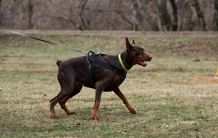 doberman police dog
