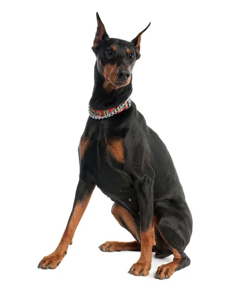 Doberman