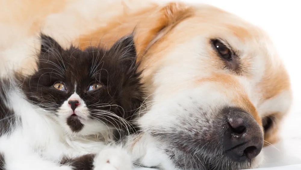 Dog and cat looking concerned, possibly due to food issues