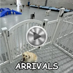 Dog arriving at Diggity Doggy Daycare