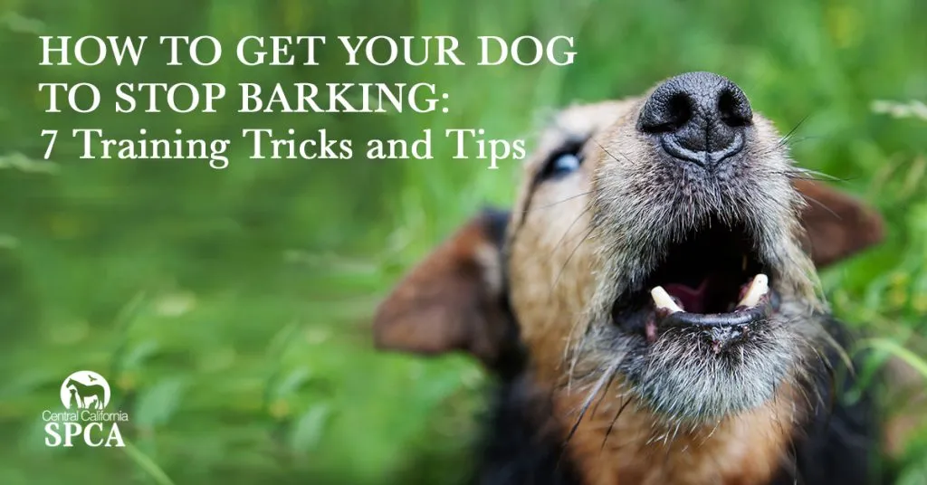 Dog barking at window