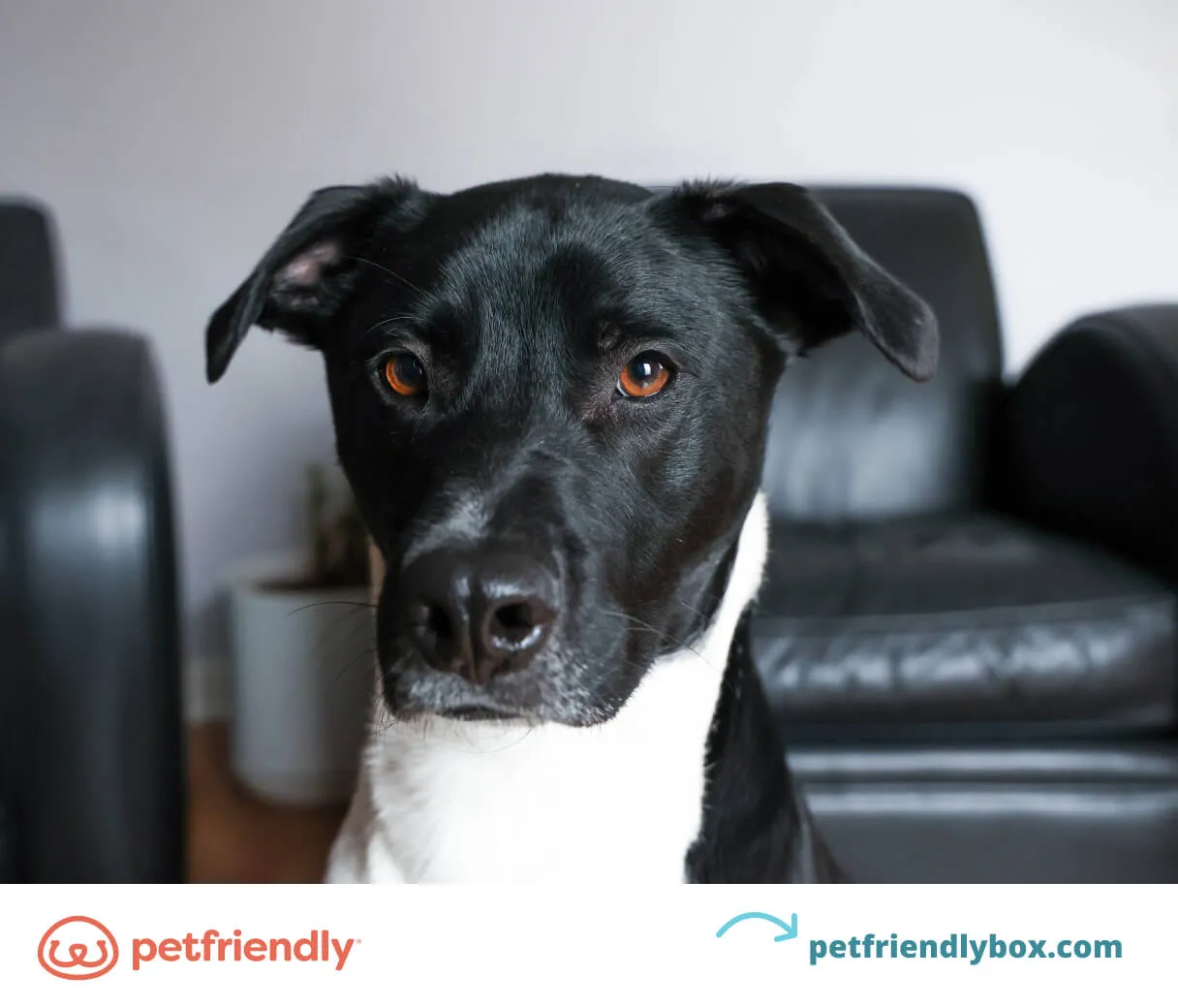 Dog barking excitedly on command