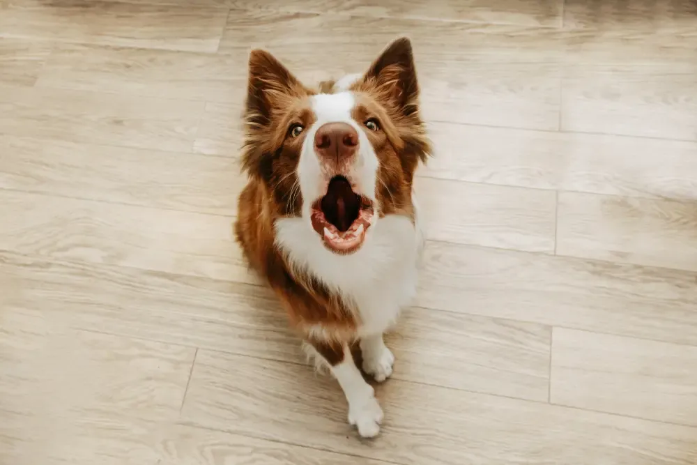 Dog barking on command