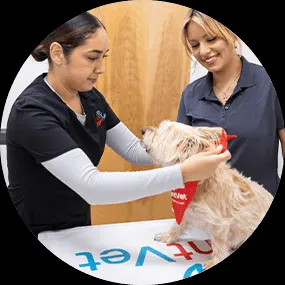 Dog-Checkup-Step-3