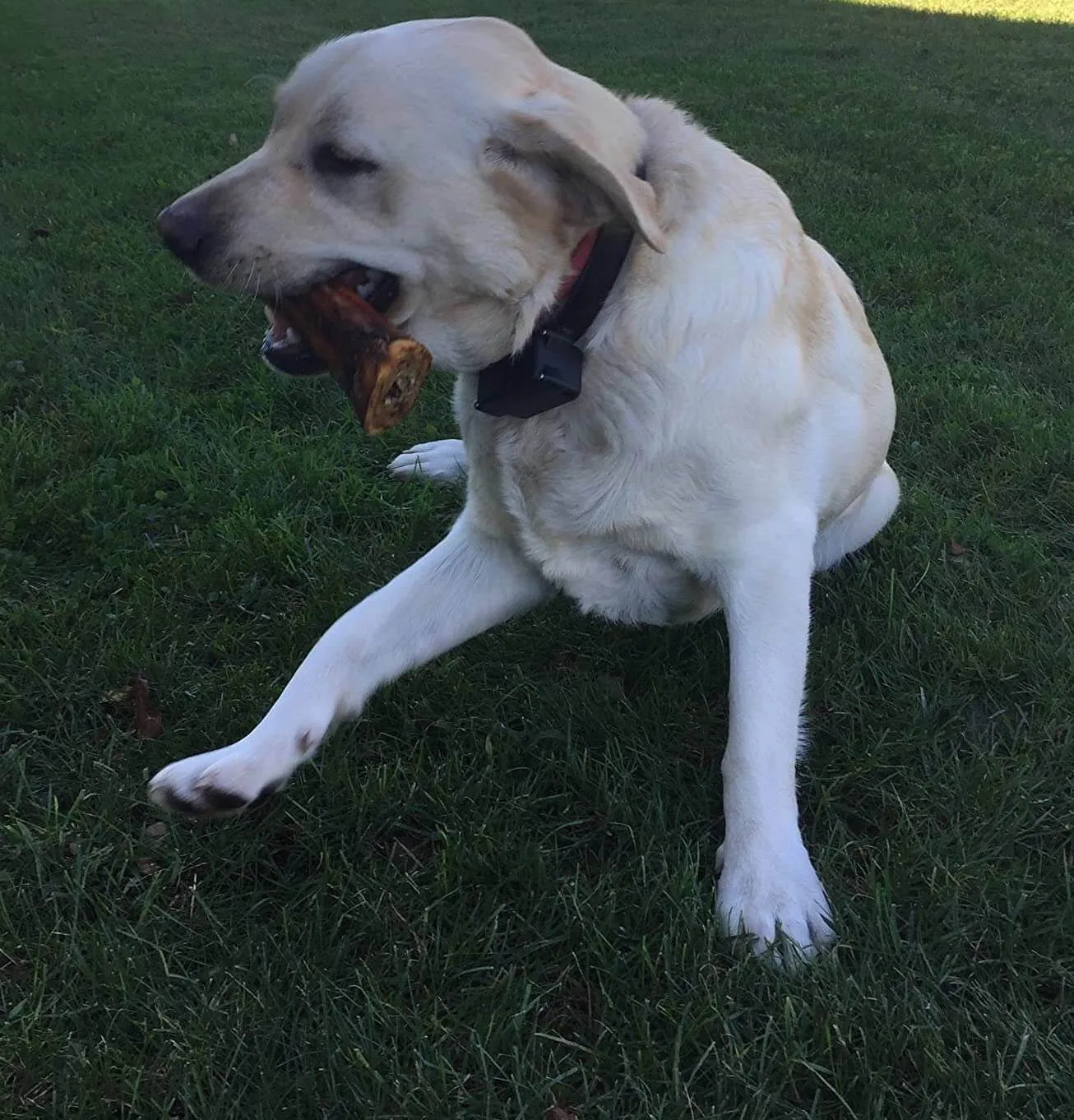 dog chewing bone